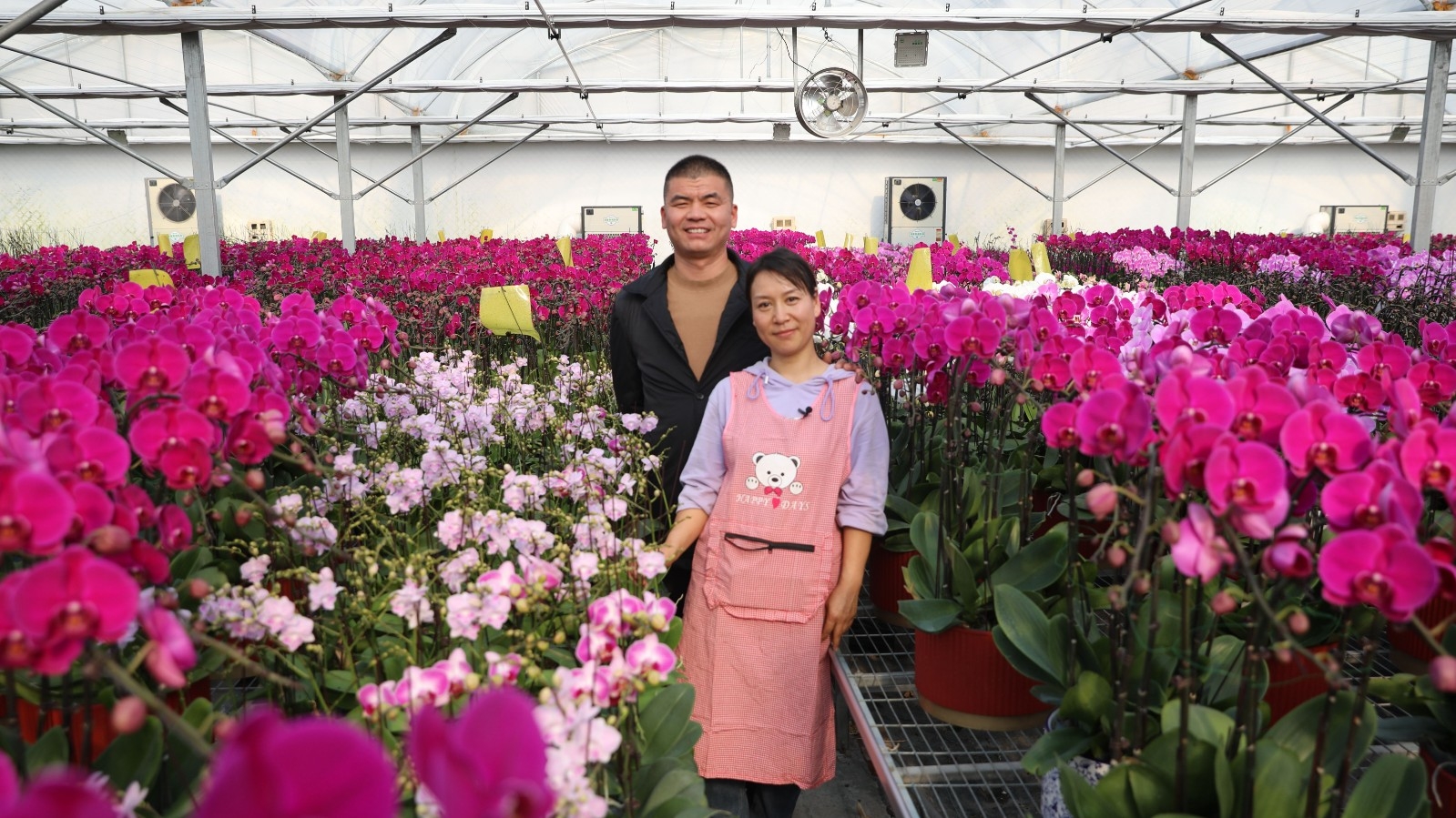 小小蝴蝶兰 开出致富花